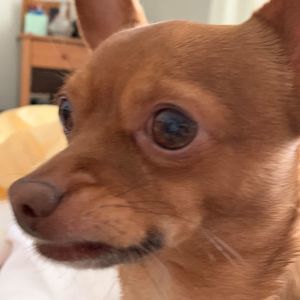 Meet your Posher, Ella